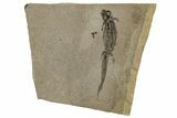 Permian Amphibian (Branchiosaur) Fossil - Germany #267630-1